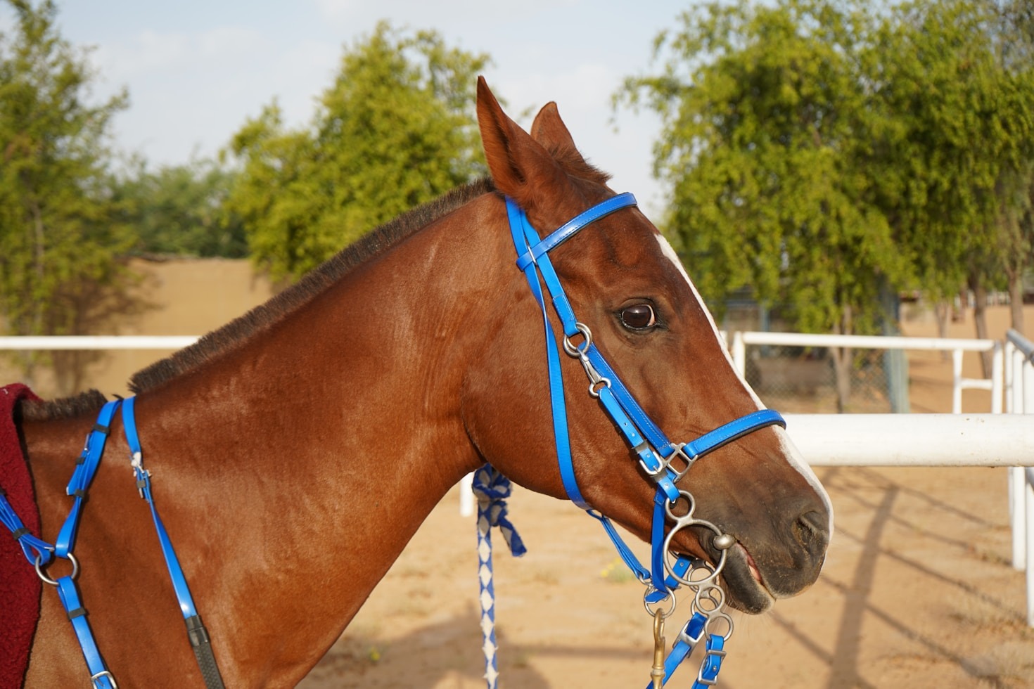 How a Racehorse Finds Peace After Racing