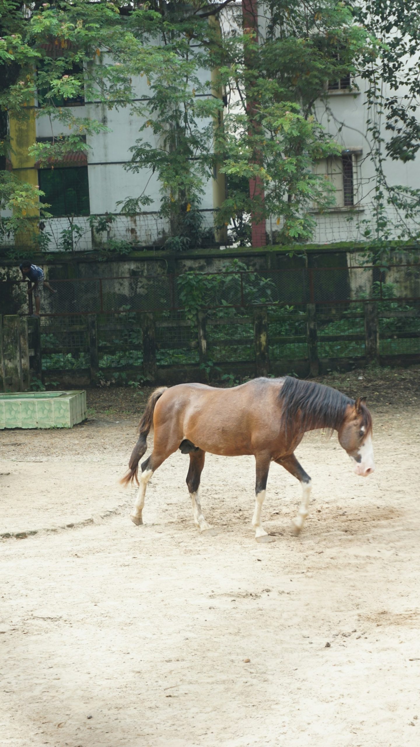 The Healing Power of Love for Former Racehorses