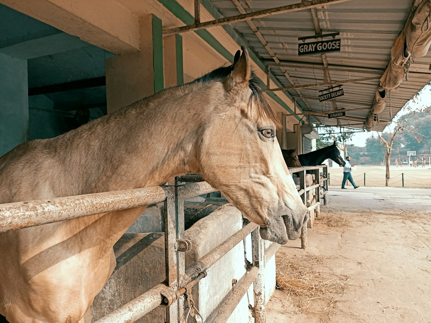 Lessons Learned from Retraining a Racehorse